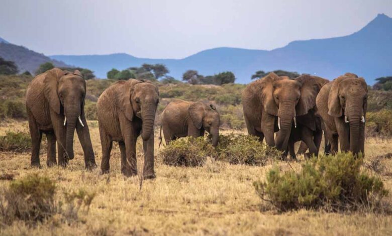 बांधवगढ़-में-अब-गज-रक्षक-ऐप-की-निगरानी,-हाथियों-की-मूवमेंट-पर-डिजिटल-नजर