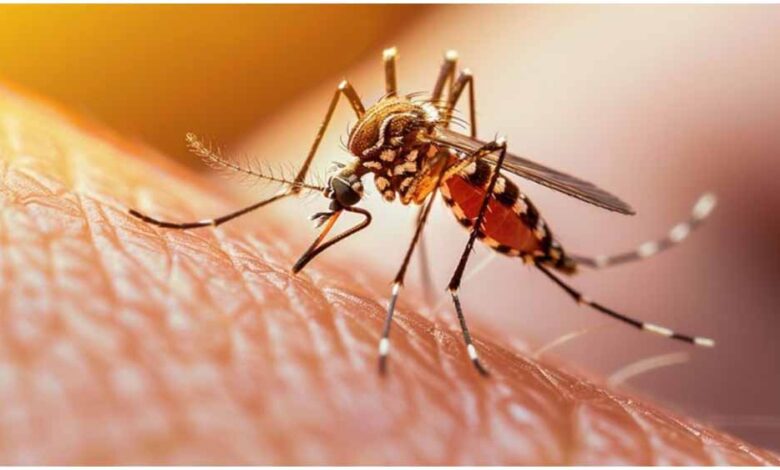 मच्छरों का खतरा बढ़ा: डेंगू नहीं, अब चिकनगुनिया ने मचाई दहशत!
