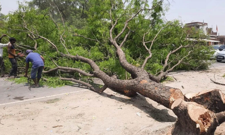 भोपाल की हरियाली खतरे में: रोड चौड़ीकरण के लिए 7 हजार से ज्यादा पेड़ कटेंगे, NHAI के दावे पर सवाल