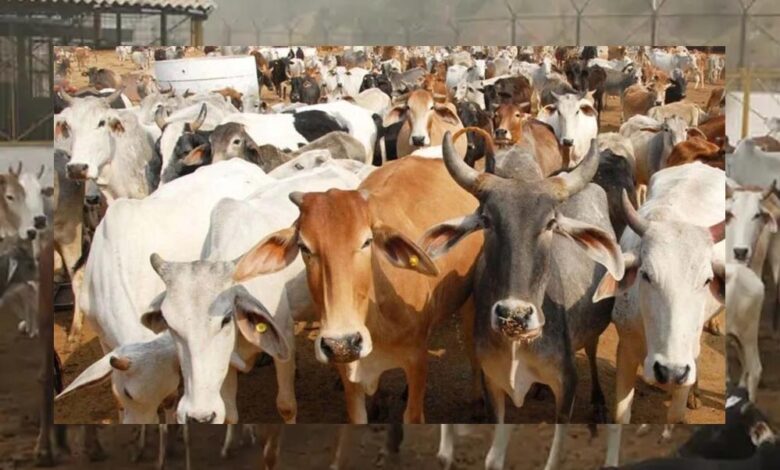 विकसित भारत का कृषि मॉडल: गौ-आधारित प्राकृतिक खेती और स्वस्थ जीवन