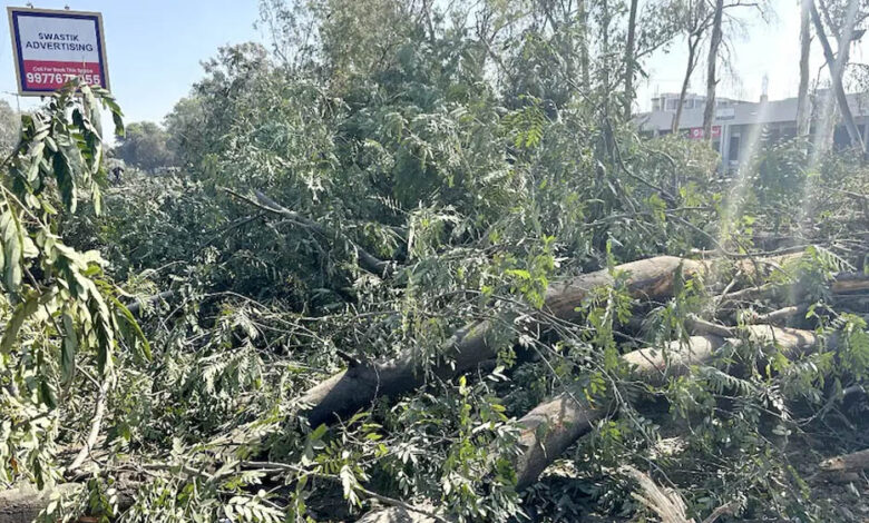 भोपाल-अयोध्या बायपास पर NGT का बड़ा फैसला, पेड़ों की कटाई पर तत्काल रोक