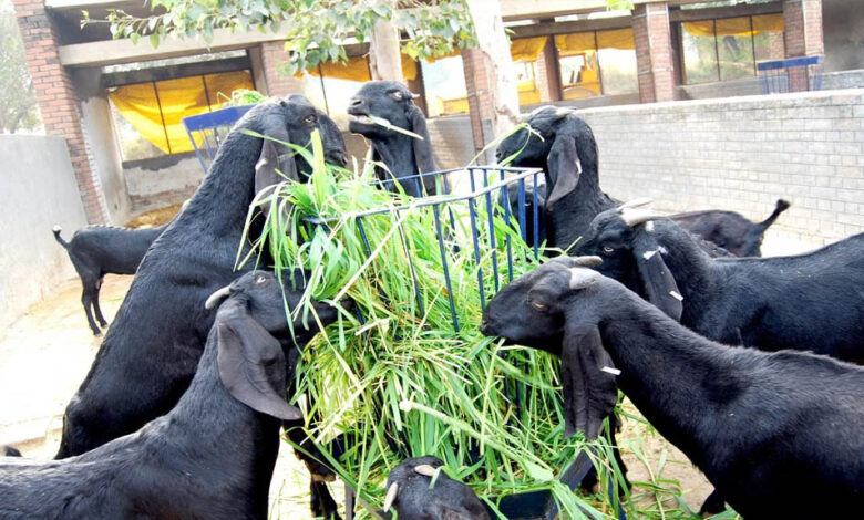 मध्य प्रदेश की बकरी पालन योजना: 40-60% अनुदान के साथ किसान कमा सकते हैं 40-50 हजार रुपए महीना