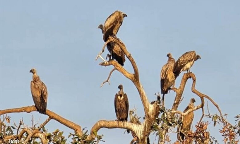 पन्ना के जंगलों में गिद्धों की बढ़ती संख्या, जैव विविधता के लिए शुभ संकेत