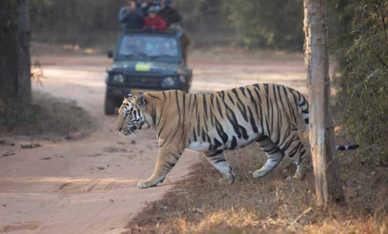 न्यू ईयर सेलिब्रेशन का हॉटस्पॉट बने एमपी के टाइगर रिज़र्व, 10 दिन देसी-विदेशी सैलानियों से रहे गुलजार