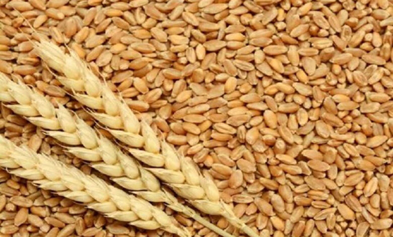 MSP बढ़ने से सरकार को राहत, किसानों को मिली निराशा, केवल 15 रुपये का बोनस मिलेगा