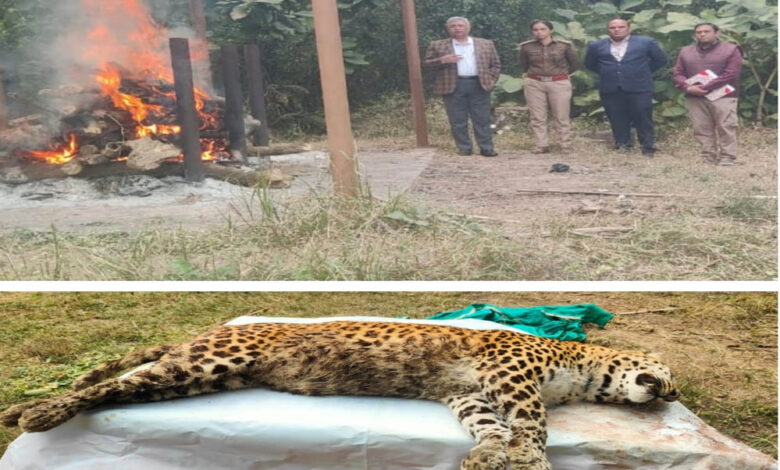 व्हाइट टाइगर सफारी में जश्न, जू सेंटर में सवाल: दो दिन बाद सामने आई तेंदुआ की मौत