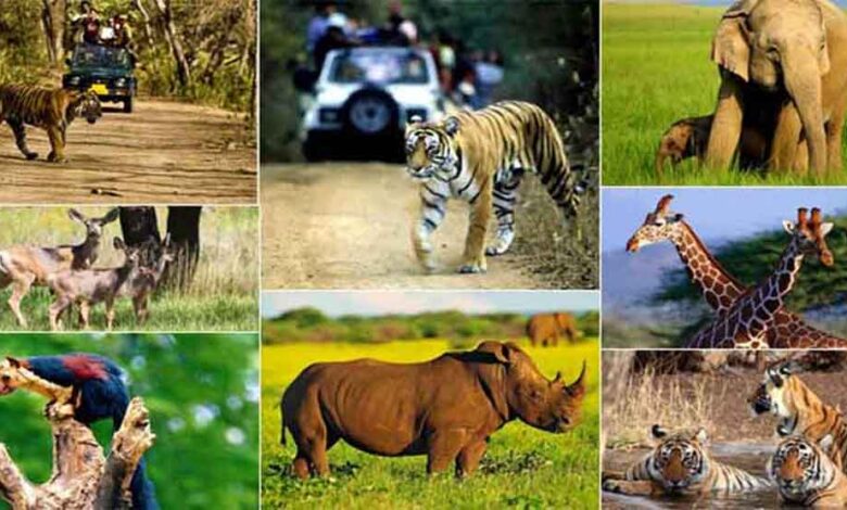 वन्य-जीवों की सुरक्षा एवं शिकार से बचाव के लिये चलेगा ऑपरेशन वाइल्ड ट्रैप-II