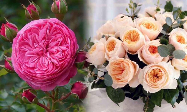 फूलों के राजा गुलाब की महक से 9 से 11 जनवरी तक महकेगी राजधानी