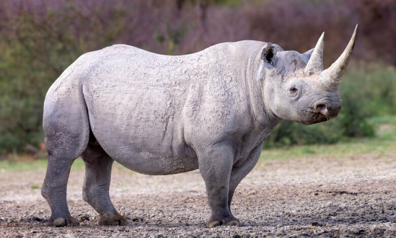 जल्द एमपी में असम के गैंडे होंगे दिखे, वन्यजीवों के आदान-प्रदान की तैयारी