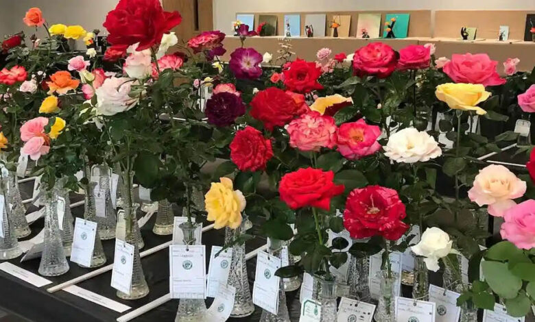 गुलाब प्रदर्शनी में द्वितीय चरण की प्रतियोगिता “गमलों में गुलाब” 9 जनवरी को