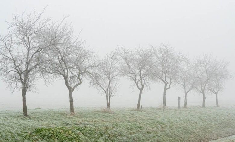 MP में सर्दी का कहर, 25 शहरों में पारा 10° से नीचे, खजुराहो में 3.6°; 15 जिलों में कोहरा, ग्वालियर-चंबल में दिन भी ठिठुरे