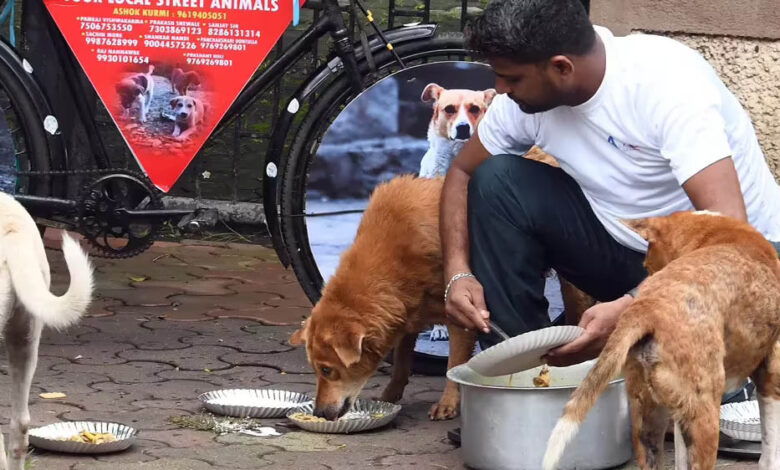 इंदौर में डॉग फीडिंग के लिए नई व्यवस्था, निगम ने जारी की सख्त गाइडलाइन, 172 फूड प्वाइंट तय