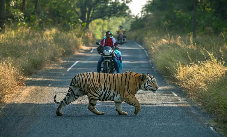 MP में बनेगा 625 KM लंबा ‘टाइगर टूरिज्म कॉरिडोर’, पेंच, कान्हा, बांधवगढ़ और पन्ना को जोड़ेगा सड़क मार्ग