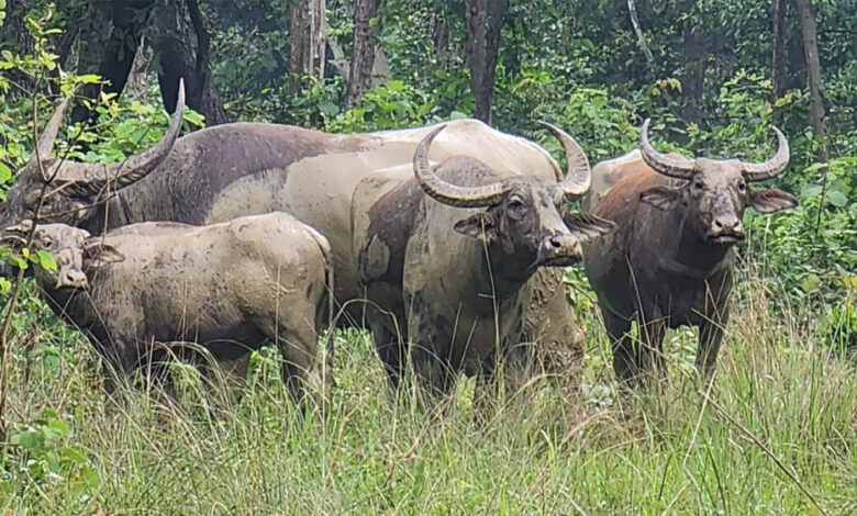 हथियारबंद नक्सलियों के विस्तार के कॉरिडोर अब बनेंगे जंगली भैंसों का घर