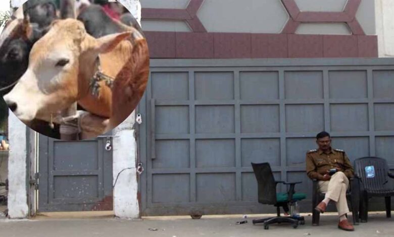 भोपाल गोकशी कांड में  ‘सफेद झूठ’ से उठा पर्दा, क्लीन चिट देने वाली पुलिस अब खुद फंसी