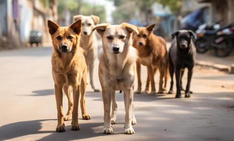 MP से खत्म होगा कुत्तों और मवेशियों का ‘आतंक’, स्कूल और अस्पतालों के बाहर बनेगी ‘किलानुमा’ दीवार