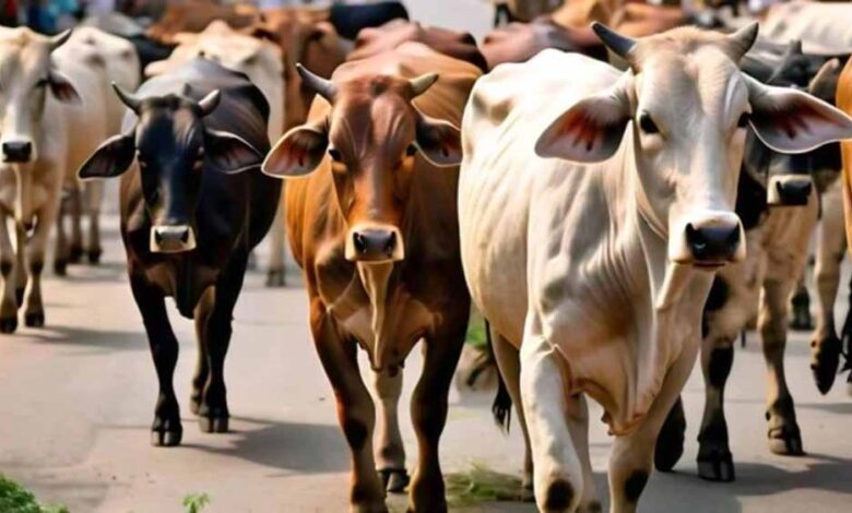 गोमांस-को-भैंस-का-सर्टिफाइड-करता-है-डॉ.-बीपी-गौर,-अत्याधुनिक-पैकेजिंग-कर-दुबई-सहित-खाड़ी-देशों-में-हो-रहा-सप्लाई