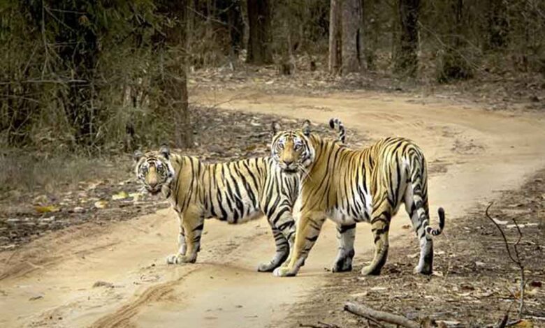 बाघ संरक्षण की वैश्विक मिसाल बना मध्यप्रदेश