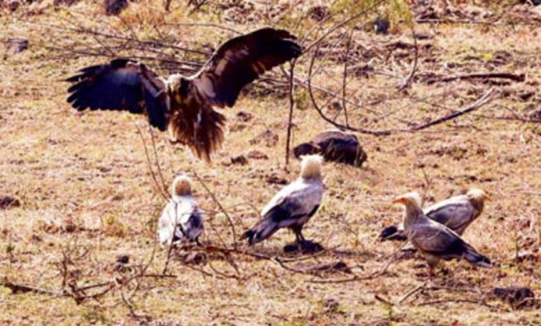 इंदौर-में-सफेद-गिद्धों-की-संख्या-में-इजाफा,-9-साल-बाद-‘आकाश-के-रक्षक’-की-वापसी