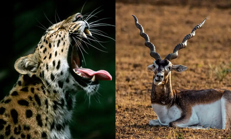 नौरादेही अभ्यारण्य में अफ्रीकी चीते के लिए काले हिरणों का इंतजाम, तैयार हैं शिकार के लिए