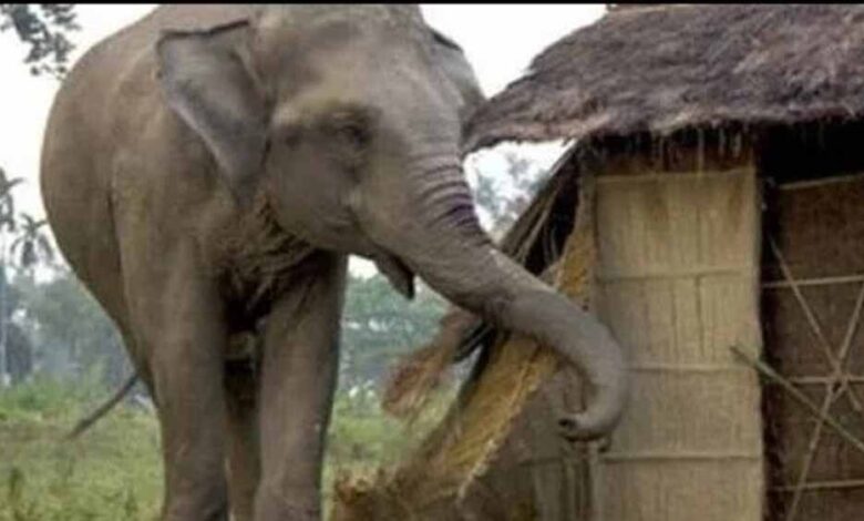 हाथियों के दल का खाड़ा गांव में हमला, मकान तोड़ा, दो गायों की मौत