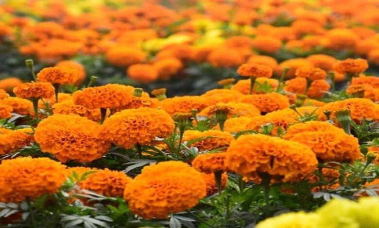 उज्जैन में तैयार होगा फूलों का क्लस्टर, सिंहस्थ के लिए विभाग की जोरदार तैयारी; भोपाल में 30 जनवरी को फ्लॉवर एग्ज़ीबिशन