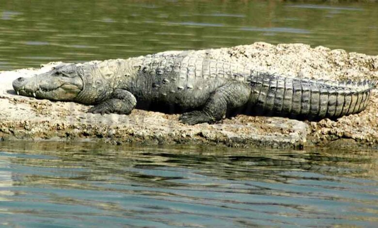 मध्य प्रदेश सरकार ने चंबल में घड़ियालों के घोंसलों को बचाने की योजना बनाई, जल्द होगा सर्वे