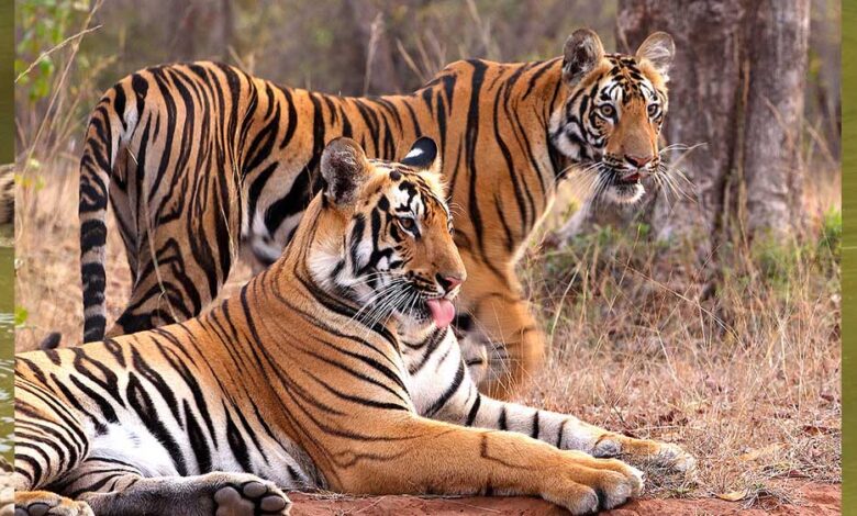 इंदौर-जू-बना-बाघों-की-ब्रीडिंग-का-सबसे-सुरक्षित-ठिकाना,-10-साल-में-जन्मे-25-से-ज्यादा-शावक
